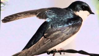 01 BILLY VAUGHN LA GOLONDRINA HD ) One of my most favourite songs. Ivan S Chin