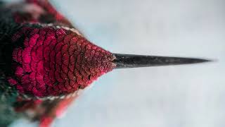 Stendec - Carbonek