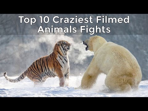 Top 10 Craziest Animal Fights Caught on Camera