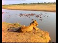 Shingalana Roar