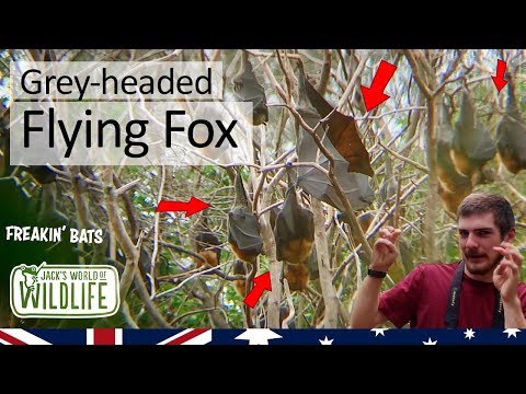 GIANT BATS! Grey-headed Flying Fox   !