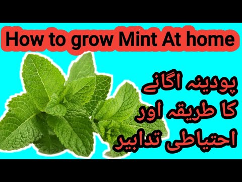 , title : 'how to grow mint | پودینہ لگانے کا طریقہ اور احتیاطی تدابیر'