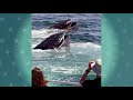 2019 WGBH Auction Boston Harbor Cruises