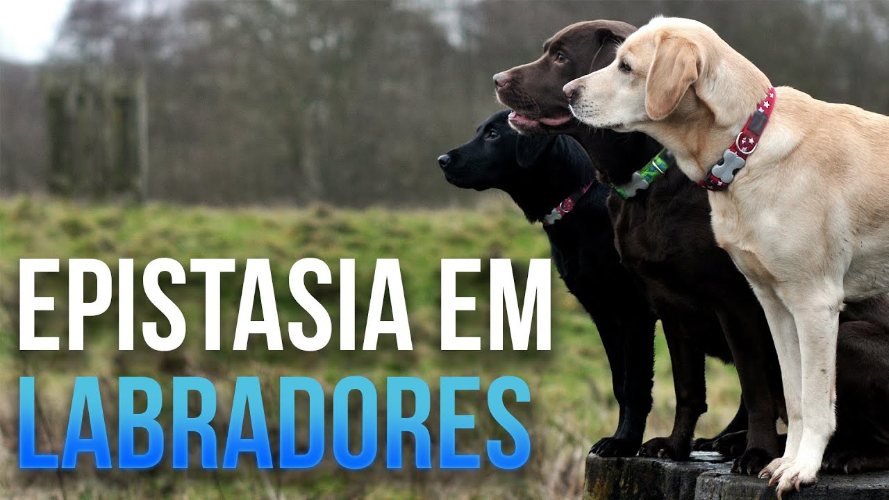 Epistasia em labradores - Aula 12 - Módulo 2: Genética