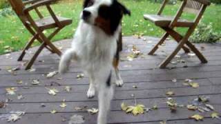 How to teach your dog to limp