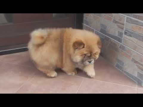 Perros Chow Chow en venta