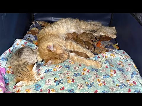 MAINE COON MELISSA BECAME A MOTHER FOR THE FIRST TIME