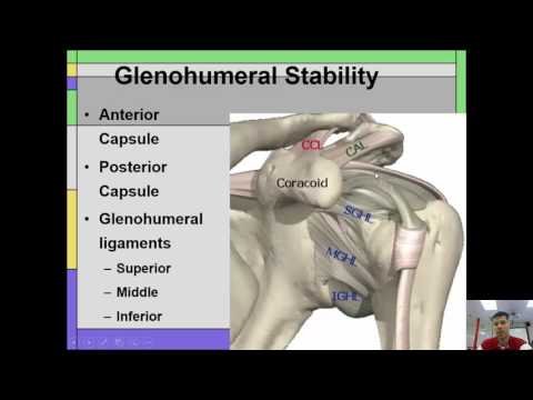 glenohumeral ligaments