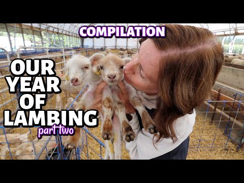 COMPILATION: an ENTIRE year of LAMBING!! (part two ~ summer 2024)