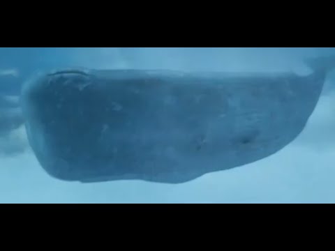 The Hitchhikers Guide to the Galaxy - The Whale