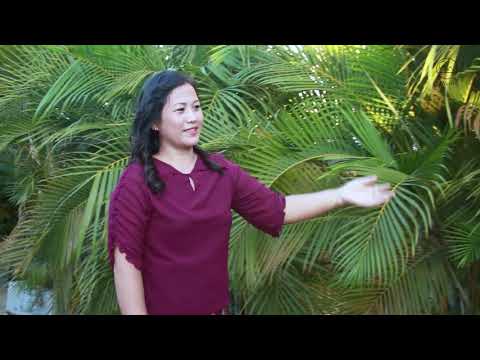 Bawipai' Ta - Hrin Nei Kim