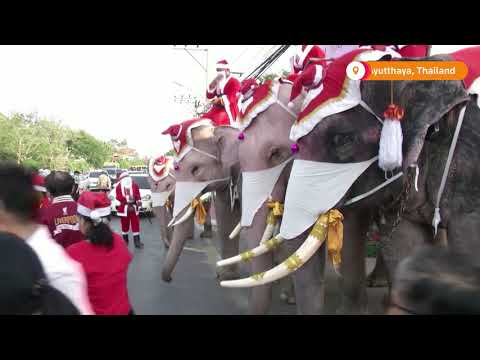 象がタイの学生にフェイスマスクを配る (Elephants hand out face masks to Thai students)