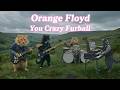 If Pink Floyd Were Cats Orange Floyd You Crazy Furball Official Music Video