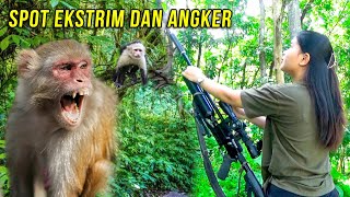 Download lagu BERBURU HAMA MONYET PERUSAK TANAMAN WARGA mp3