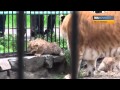 Liger Zita Nurses her Cubs at Novosibirsk Zoo