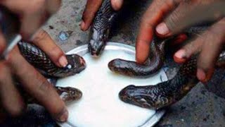 Saints served milk to Lord Shiva serpents @Lord Shiva - Telugu Serial