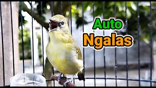 Download lagu Pleci's lure NGALAS Calls Opponents mp3 Download lagu Pleci's lure NGALAS Calls Opponents mp3