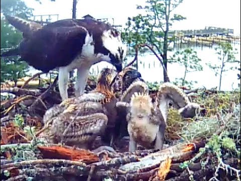 Wolf Bay Osprey AL 5 23 17 630pm 2nd feeding of the fish & intruder alert