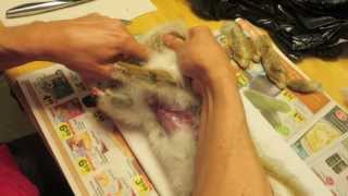 Skin & Gut a Snowshoe Hare while preserving the hide Part 1 of 2