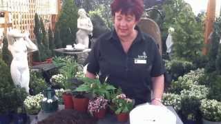 preview picture of video 'How to make a Planted Arrangement with Jeannine Philbin at Bents Garden & Home'