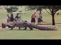 Huge Alligator Walks Florida Golf Course 