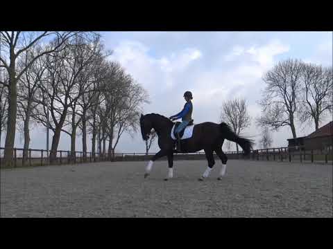 Rasputin Grand Prix Dressage 12 year old gelding