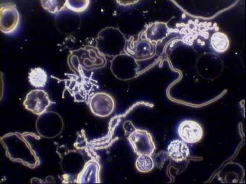 Behandlung von Prostatitis ALMAG Dauer von Ciprofloxacin Behandlung von Prostatitis