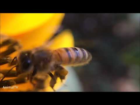 Giant Furry Bumblebees -Cute Complications #Honey 🐝Bird#animal_planet