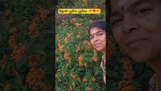 Download lagu தேன் பூக்களை கண்டவுடன் மனதில் தோன்றிய பாடல்  ✨️🎵❤️🎵✨️ mp3