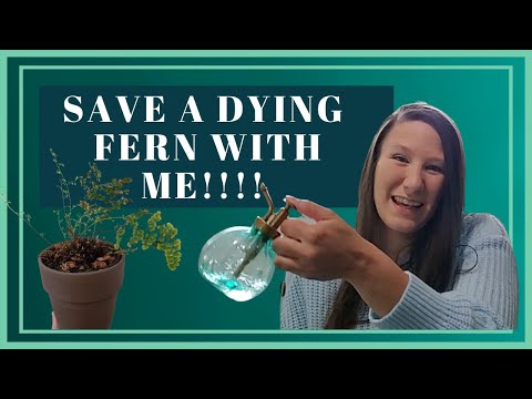 , title : 'How To Care For A Fern | How To Revive a Dying Fern | How To Make Humidity