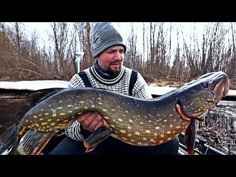 SUURHAUKEA KALASTAMASSA - KALAA RUOKAPÖYTÄÄN