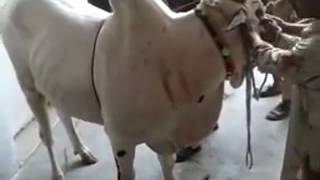 Dangerous Bull Slaughter In Pakistan | Khatarnak Bull Qurbani 2017 | Viral News
