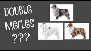 What is a Double Merle? |Life With Aspen|