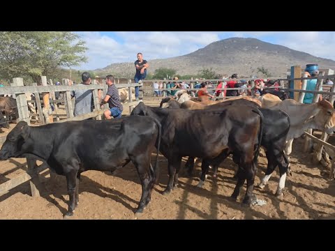 FEIRA DO GADO DA VILA JERIMUM TAQUARITINGA DO NORTE-PE 07/12/2025