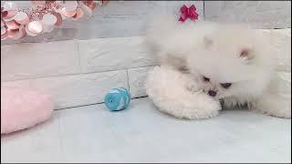 ポメラニアンの動画01