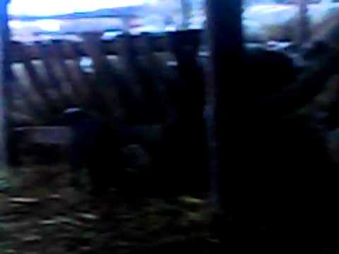 La oile lu Chiusca din Salcud