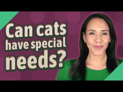 Can cats have special needs?