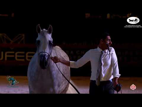 N 52 SEYTA AL ZOBAIR   The Kingdom AHF for Straight Egyptians 2022   Mares 4 – 6 Years Old Class 4B