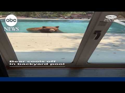 Brown bear cools off in pool in California