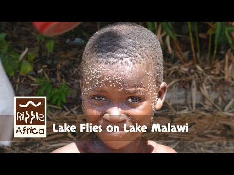 マラウイ湖のユスリカの大群を撮影した映像