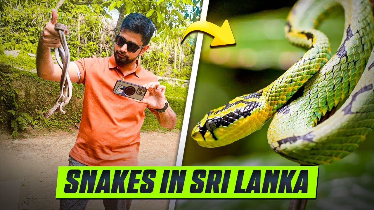 Explore Snake Farm through the lens of a tourist.