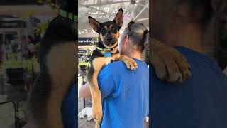 Video preview image #1 Gerberian Shepsky Puppy For Sale in Corona, CA, USA