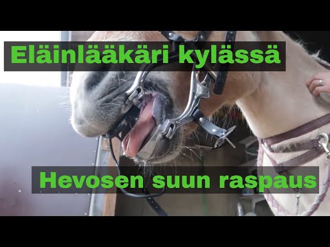 , title : 'HEVONEN HAMMASLÄÄKÄRISSÄ l Mitä siellä tapahtuu?'