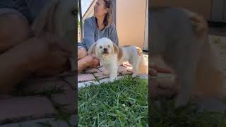 As promised – updated on our Dexter & Dory!!!! As promised – updated on our Dexter & Dory!!!!