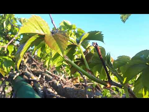 Parthenocissus quinquefolia -  Virginia creeper, Victoria creeper, five-leaved ivy, five-finger