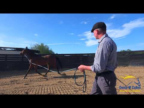 Denis Cullen - Beechcourt Stables - Virtual open day.