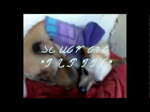 "RUMPEL"  LA HISTORIA DE UN CHIHUAHUA