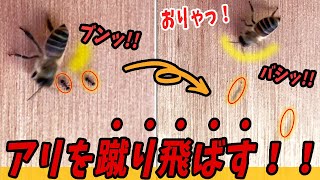 ミツバチvsアリ！？巣に群がるアリを蹴り飛ばすミツバチwww