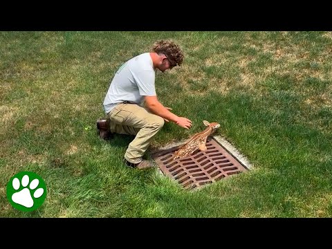 Saving a Tiny Fawn Trapped in Sewer Gate