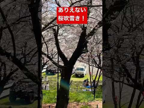 ありえない桜吹雪‼️ 関東ベスト桜エリアで遭遇